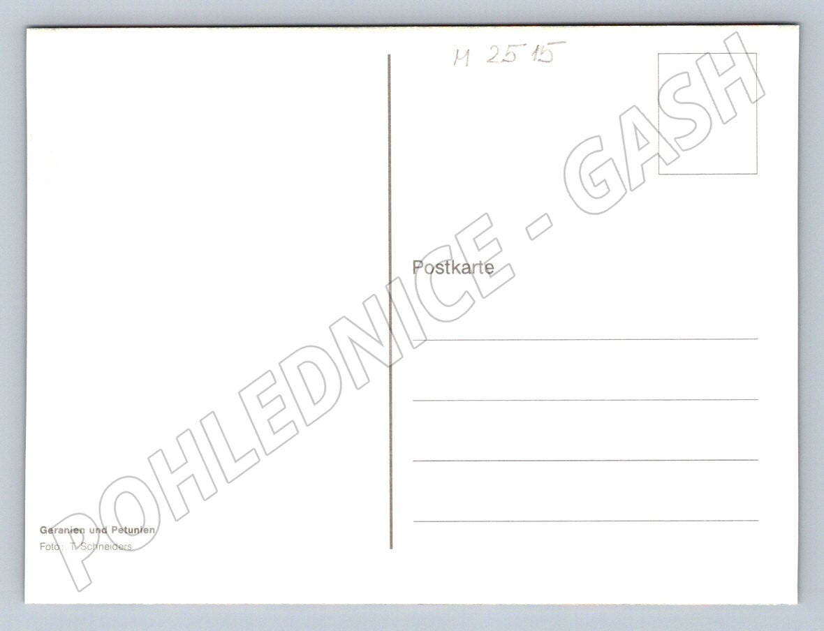 Geranium and Petunia flower photo (M2515)