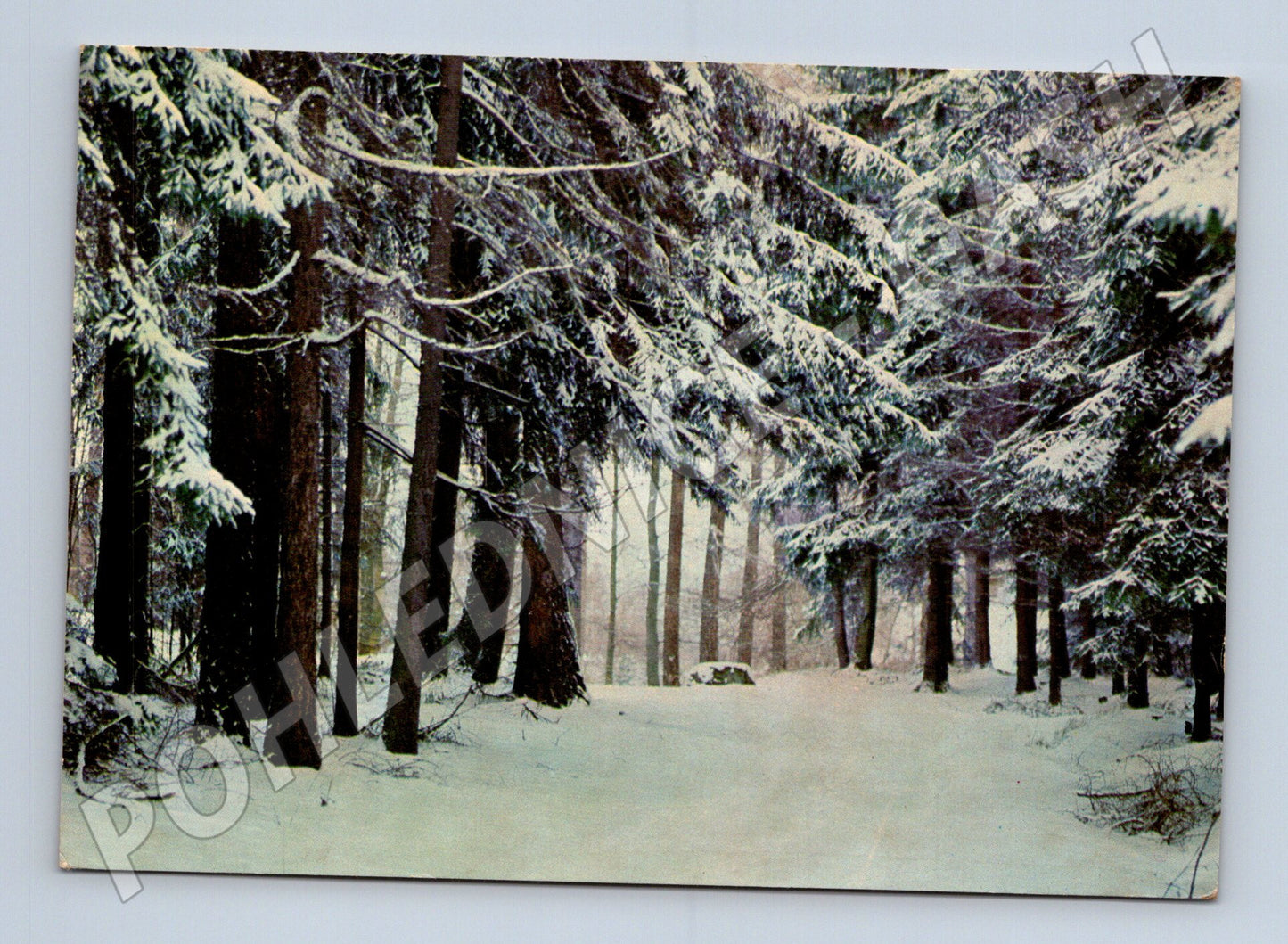 Pohlednice zimní zasněžený les Vánoce 1968 (M25228)