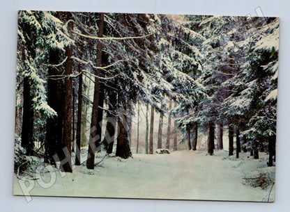 Pohlednice zimní zasněžený les Vánoce 1968 (M25228)