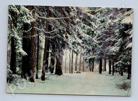 Pohlednice zimní zasněžený les Vánoce 1968 (M25228)