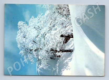 Pohlednice Československo zimní krajina stromy 1984 (M25244)