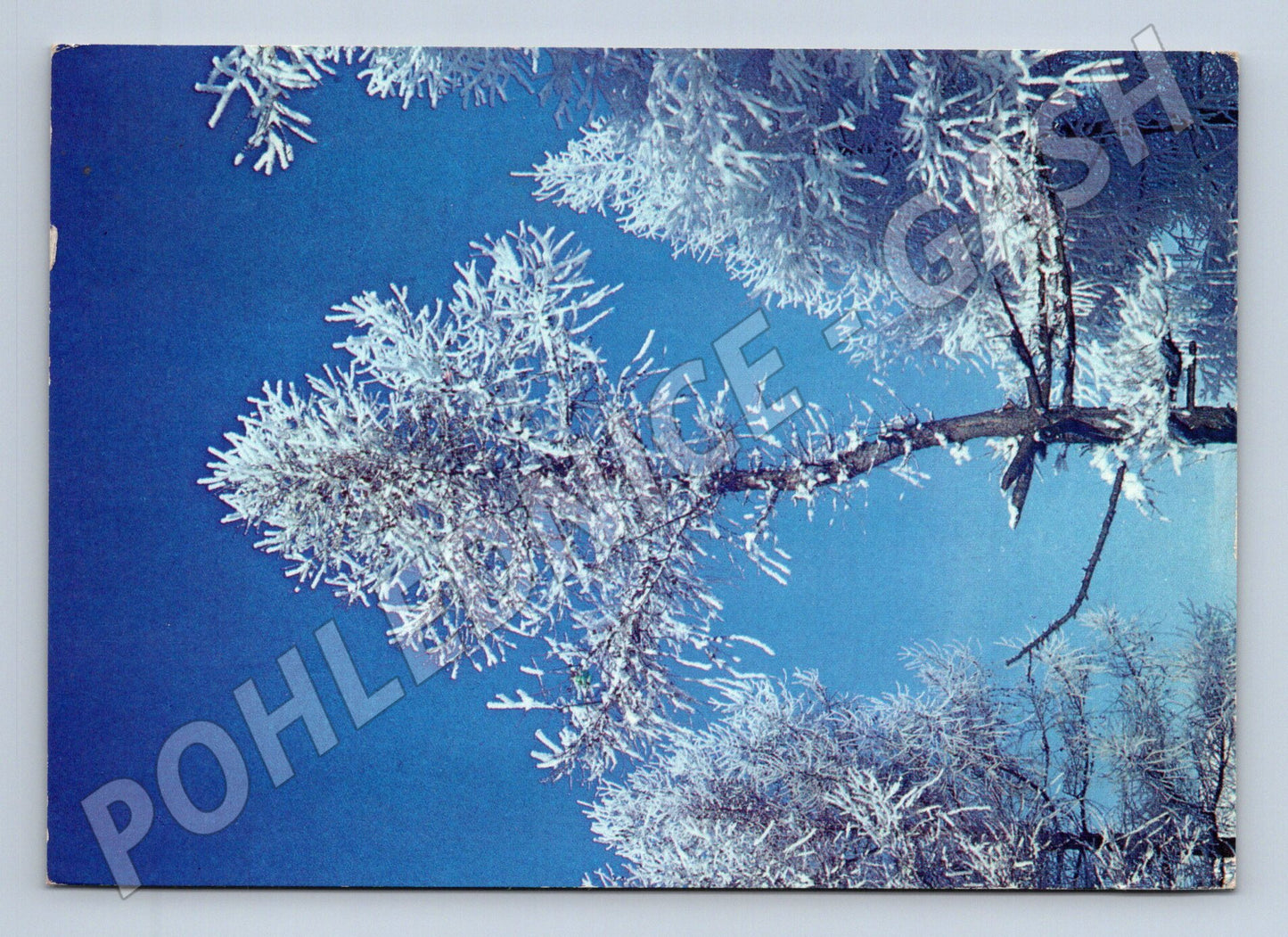Pohlednice zimní krajina ojíněné větve 1983 (M25248)