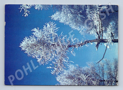 Pohlednice zimní krajina ojíněné větve 1983 (M25248)