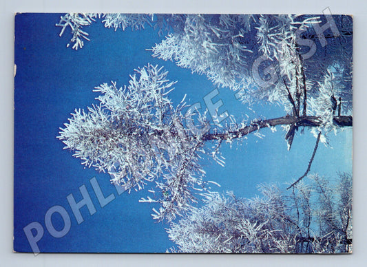 Pohlednice zimní krajina ojíněné větve 1983 (M25248)