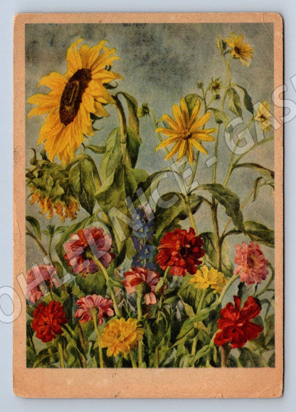 Postcard sunflowers and flowers composition (M2527)