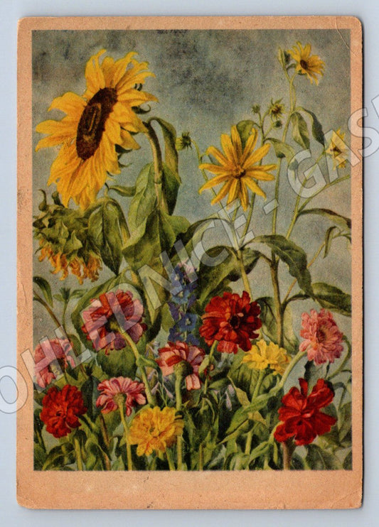 Postcard sunflowers and flowers composition (M2527)