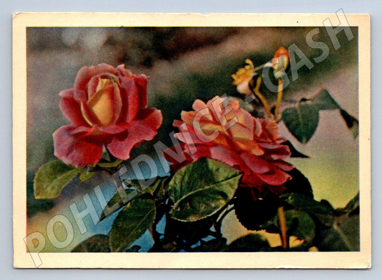 Postcard rose dedication in Russian (M2537)