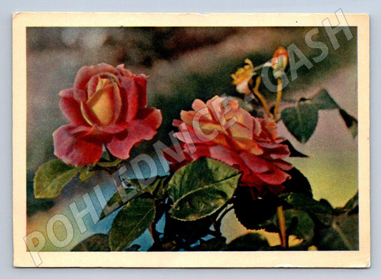 Postcard rose dedication in Russian (M2537)
