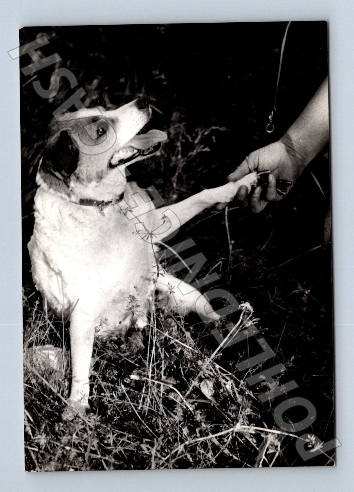 Stará fotografie pes potřásá packou s člověkem (M25415)