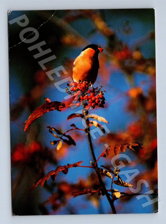 Pohlednice Švédsko hýl obecný na jeřabině (M25416)