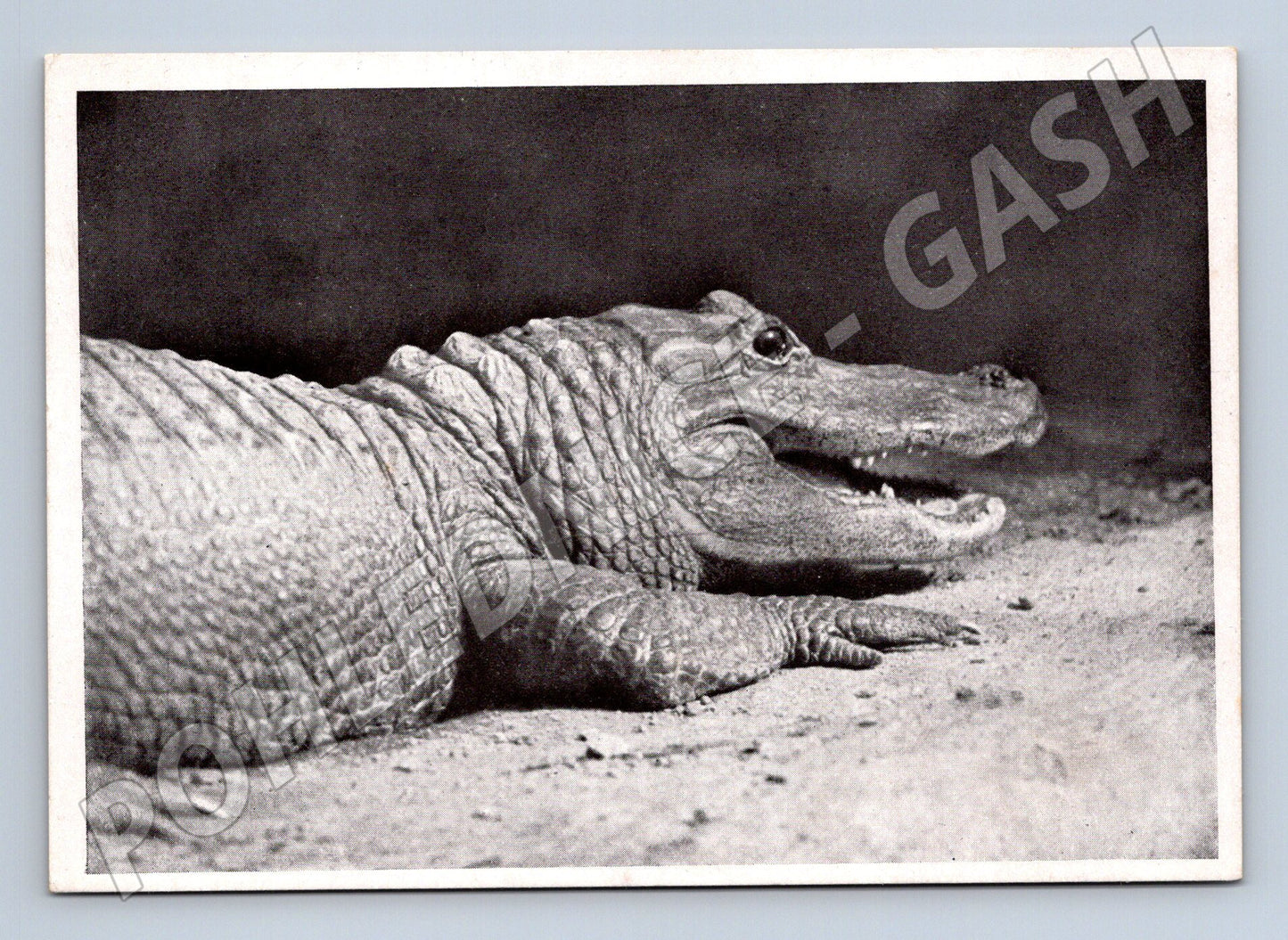Pohlednice Praha ZOO aligátor (M25417)