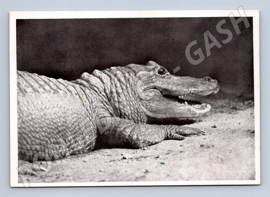 Pohlednice Praha ZOO aligátor (M25417)