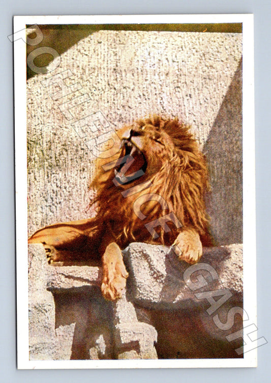 Pohlednice Praha ZOO lev (M25418)