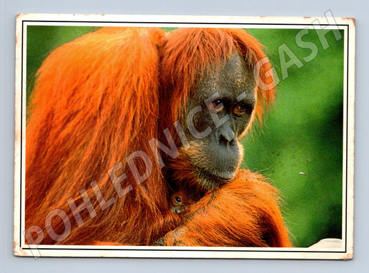 Pohlednice zvíře orangutan s mládětem (M25419)
