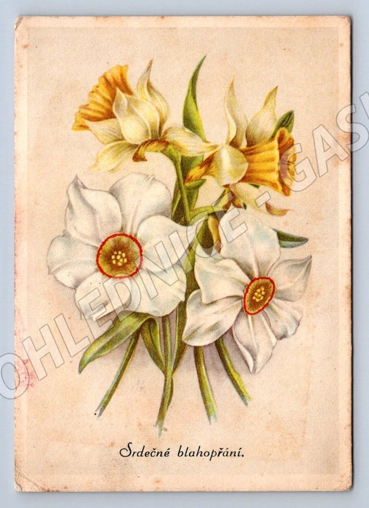 Postcard daffodils Heartfelt congratulations (M2542)