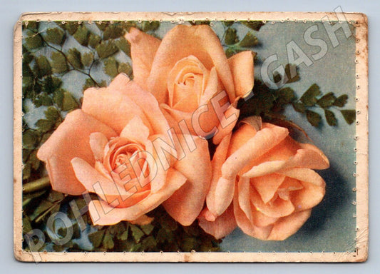 Postcard Roses Ethnography Collection (M2543)