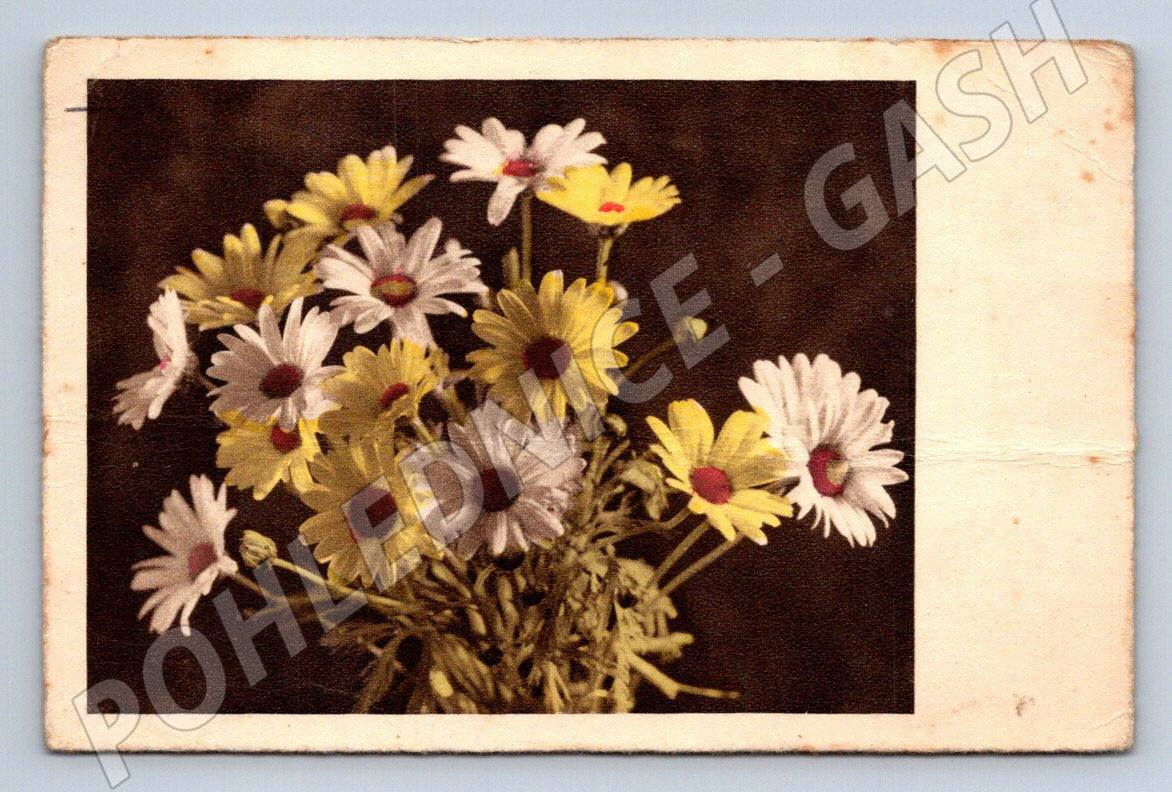 Postcard bouquet of daisies Prague (M2544)