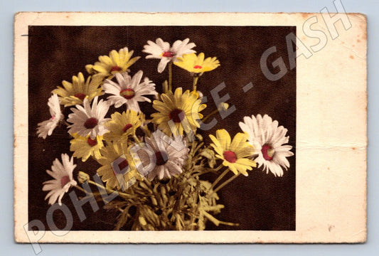 Postcard bouquet of daisies Prague (M2544)
