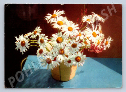 Postcard bouquet of daisies decor (M2546)