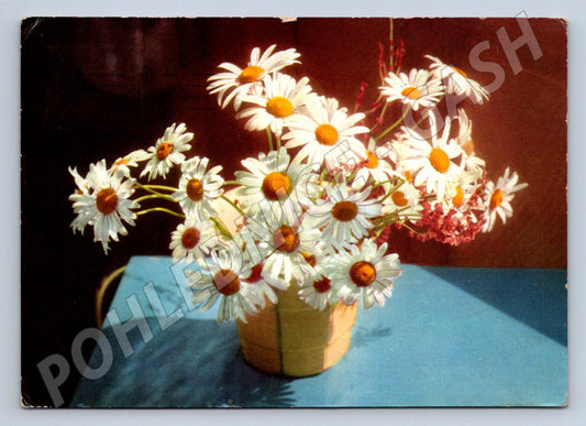 Postcard bouquet of daisies decor (M2546)