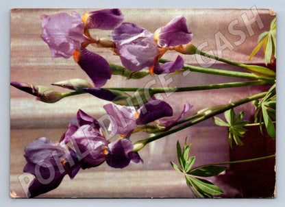 Purple iris flower postcard (M2547)