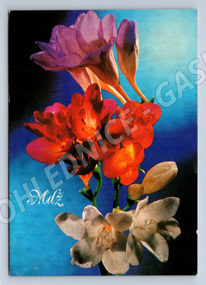Postcard Freesia flower motif (M2549)