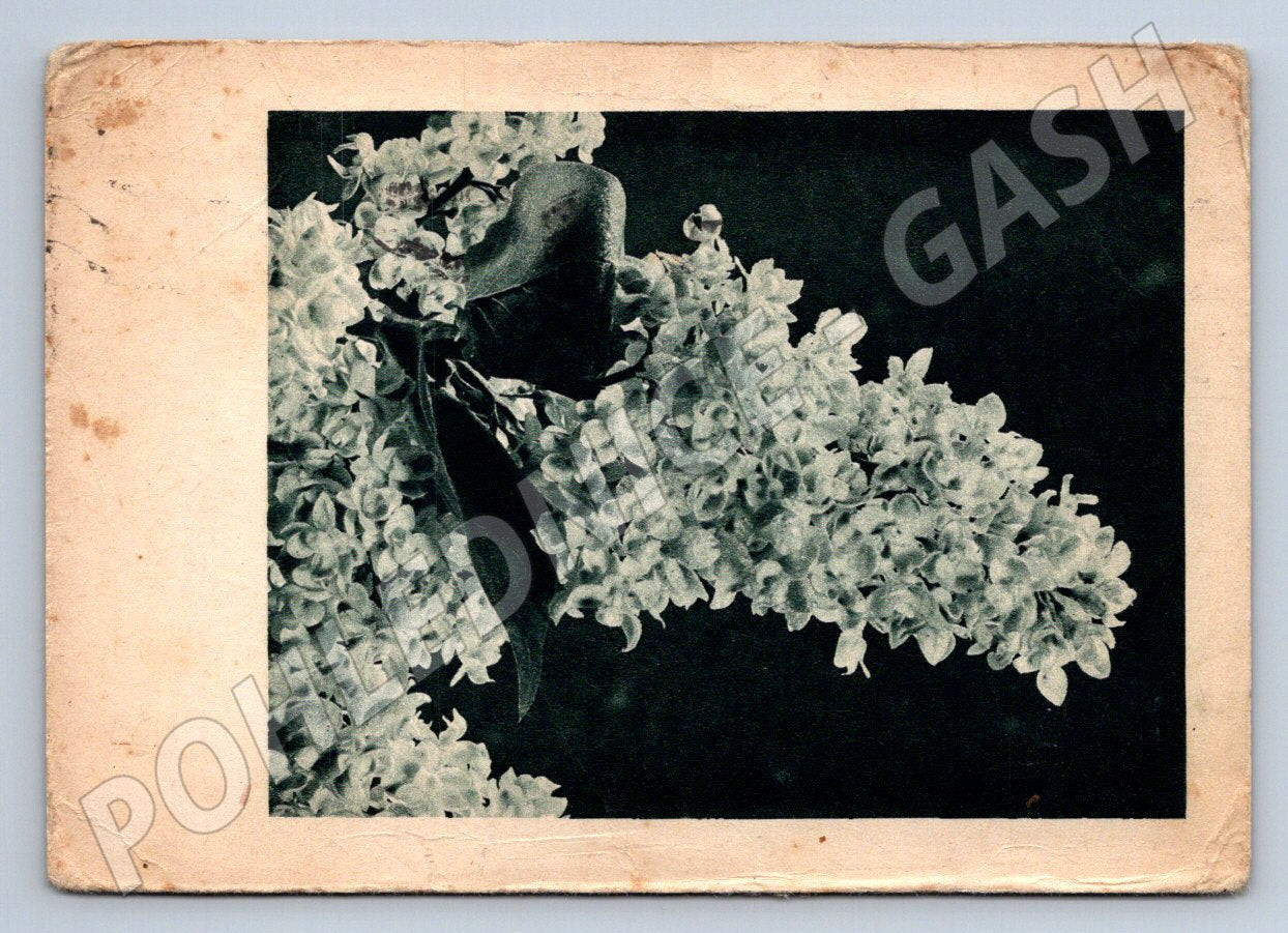 Postcard lilac written in black and white (M2550)