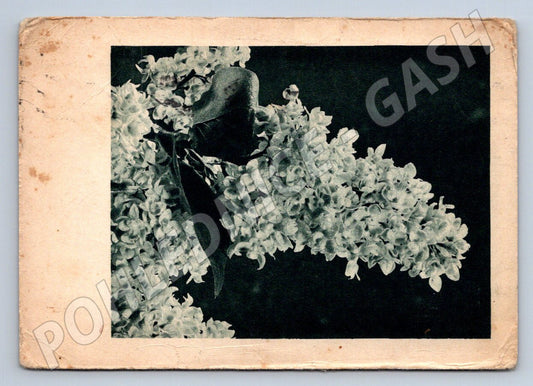 Postcard lilac written in black and white (M2550)