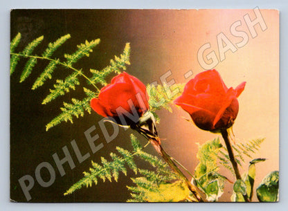 Postcard of a rose for the International Women's Day by O. Mareš (M2551)