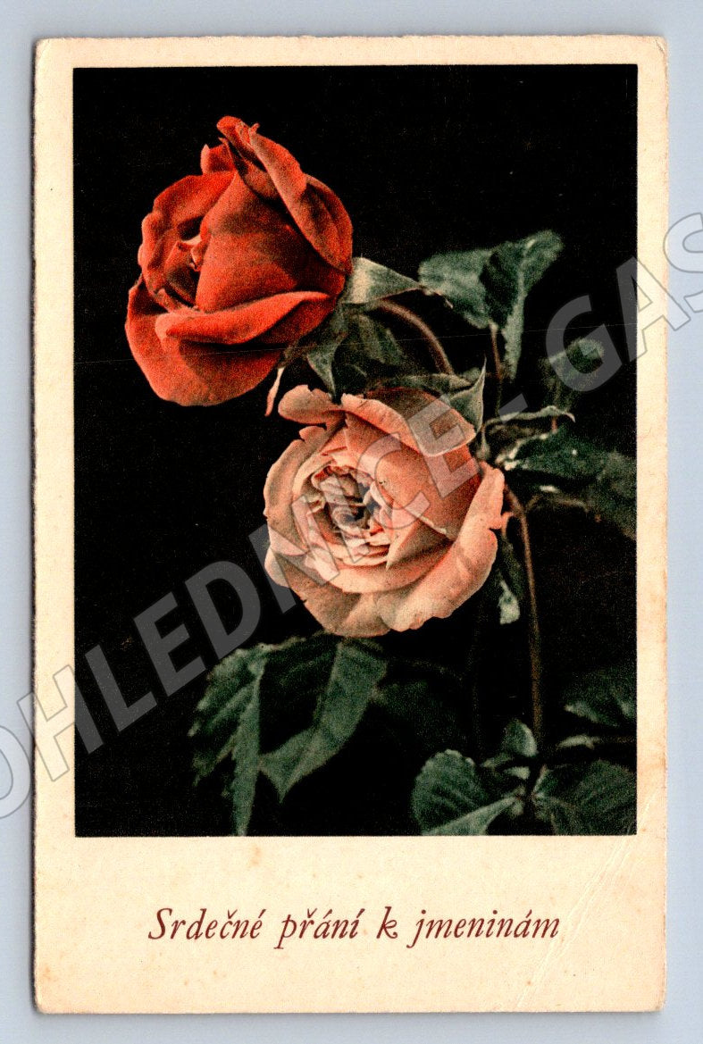 Rose postcard, name day wishes (M2553)