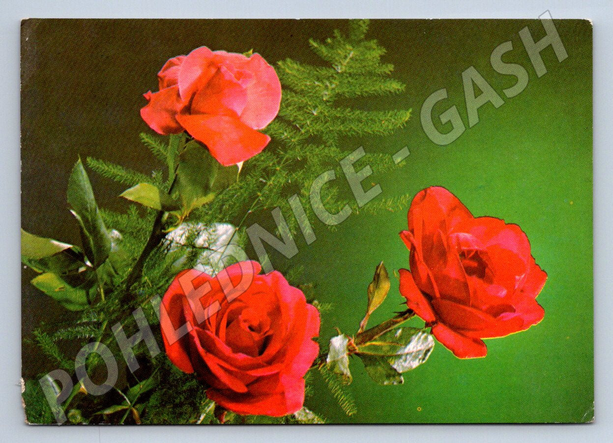 Postcard with a rose addressed to the Czechoslovakia (M2555)