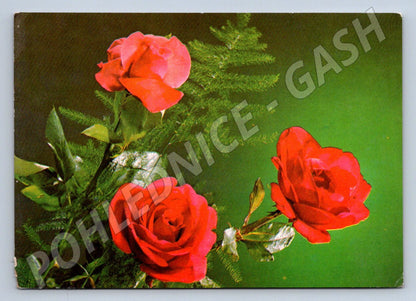 Postcard with a rose addressed to the Czechoslovakia (M2555)