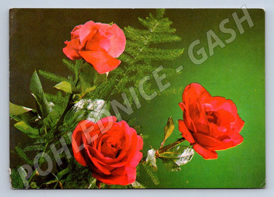 Postcard with a rose addressed to the Czechoslovakia (M2555)