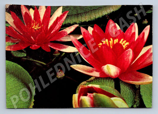 Postcard red water lily flowers (M2557)
