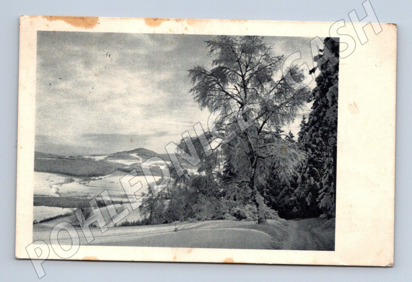 Pohlednice zimní zasněžená krajina bříza 1950 (M25584)