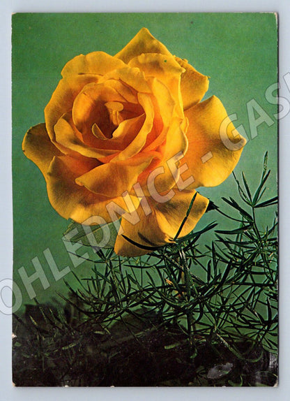 Postcard yellow rose decor (M2559)