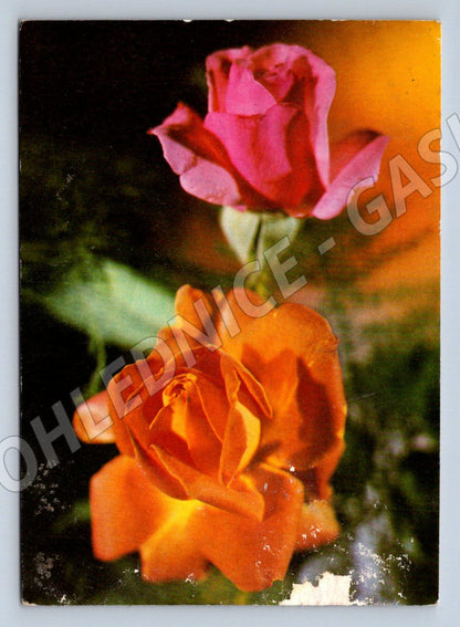 Postcard rose Czechoslovakia greetings (M2560)