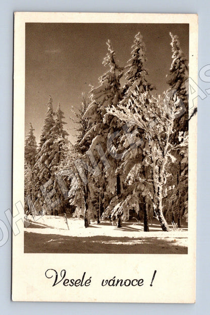 Pohlednice vánoční zasněžené stromy (M25619)