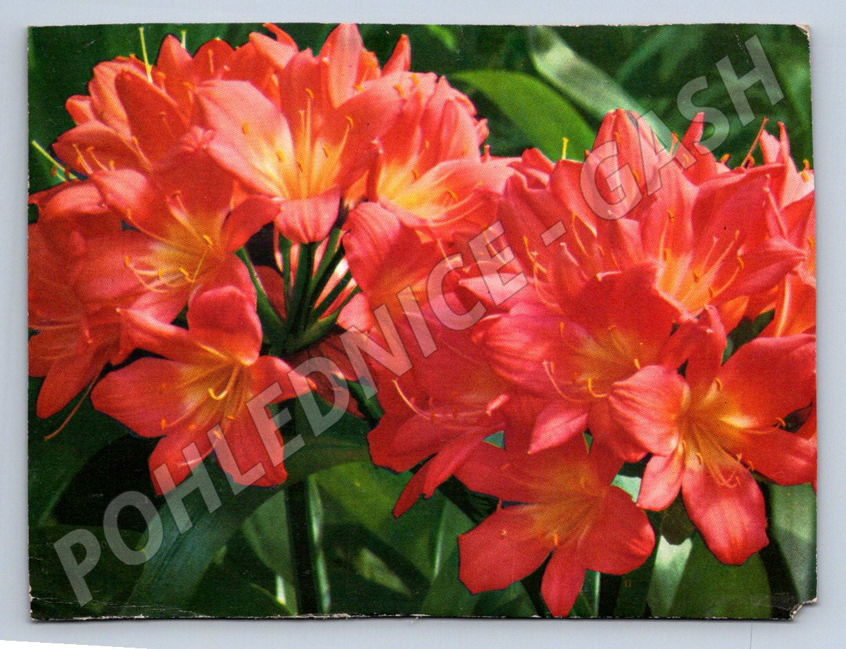 Postcard red flowers nature motif (M2562)