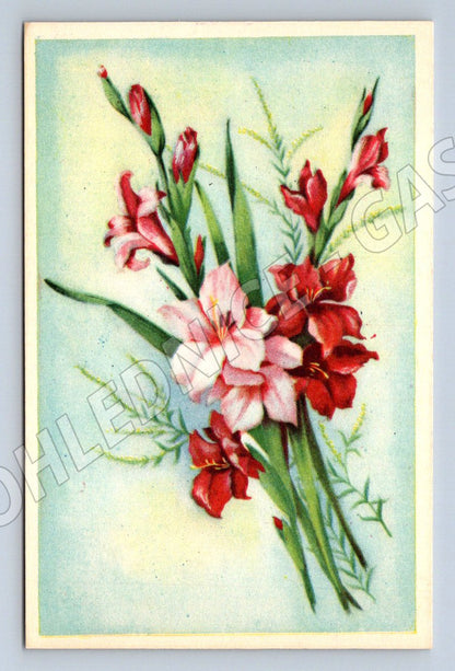 Hand-painted gladiolus postcard (M2572)
