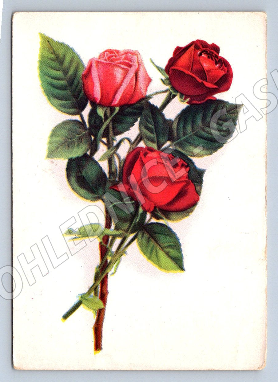 Postcard rose Soviet illustration (M2574)
