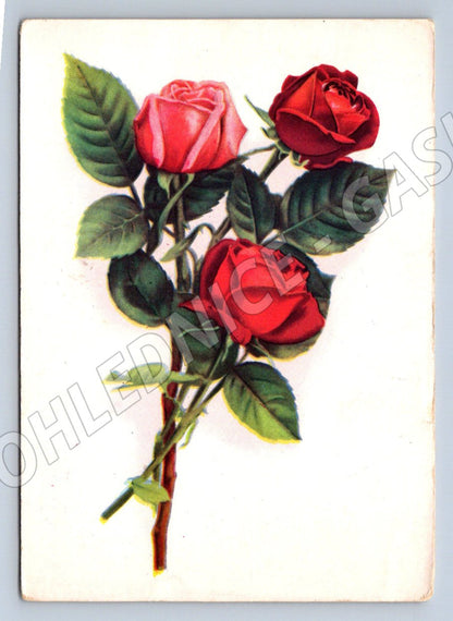 Postcard rose Soviet illustration (M2574)