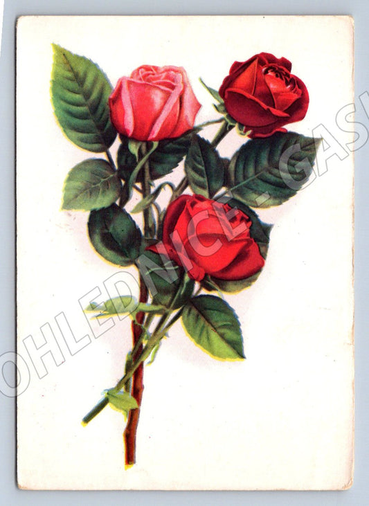 Postcard rose Soviet illustration (M2574)