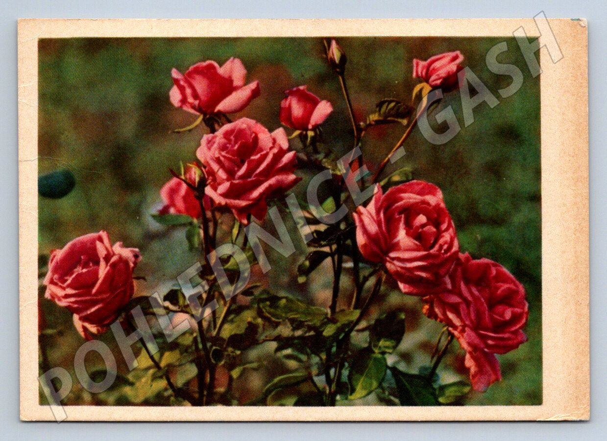 Postcard rose Soviet ethnography (M2575)