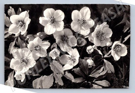 Postcard flower motif Popp Heidelberg (M2576)