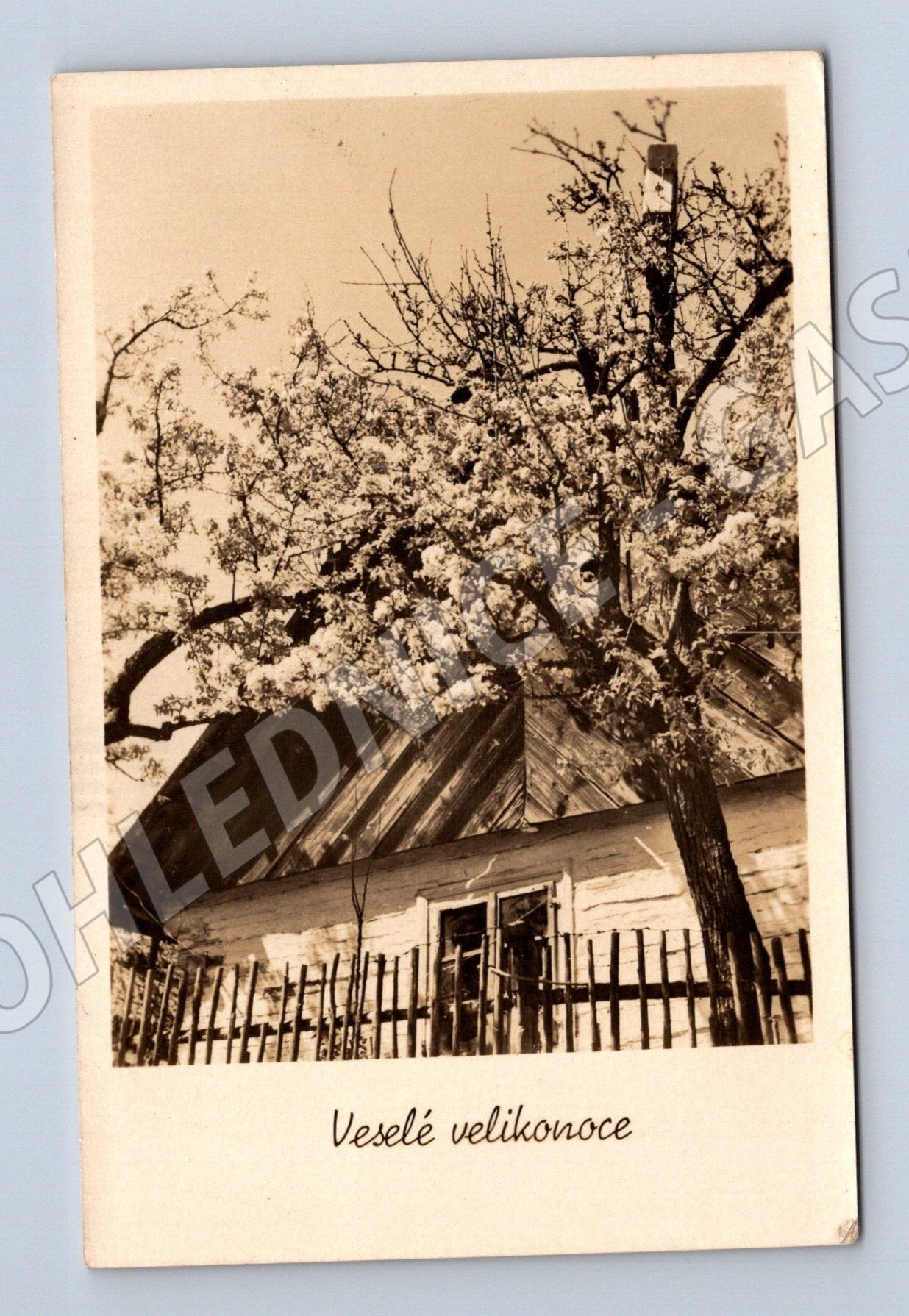 Pohlednice Veselé velikonoce kvetoucí strom chalupa 1957 (M25774)