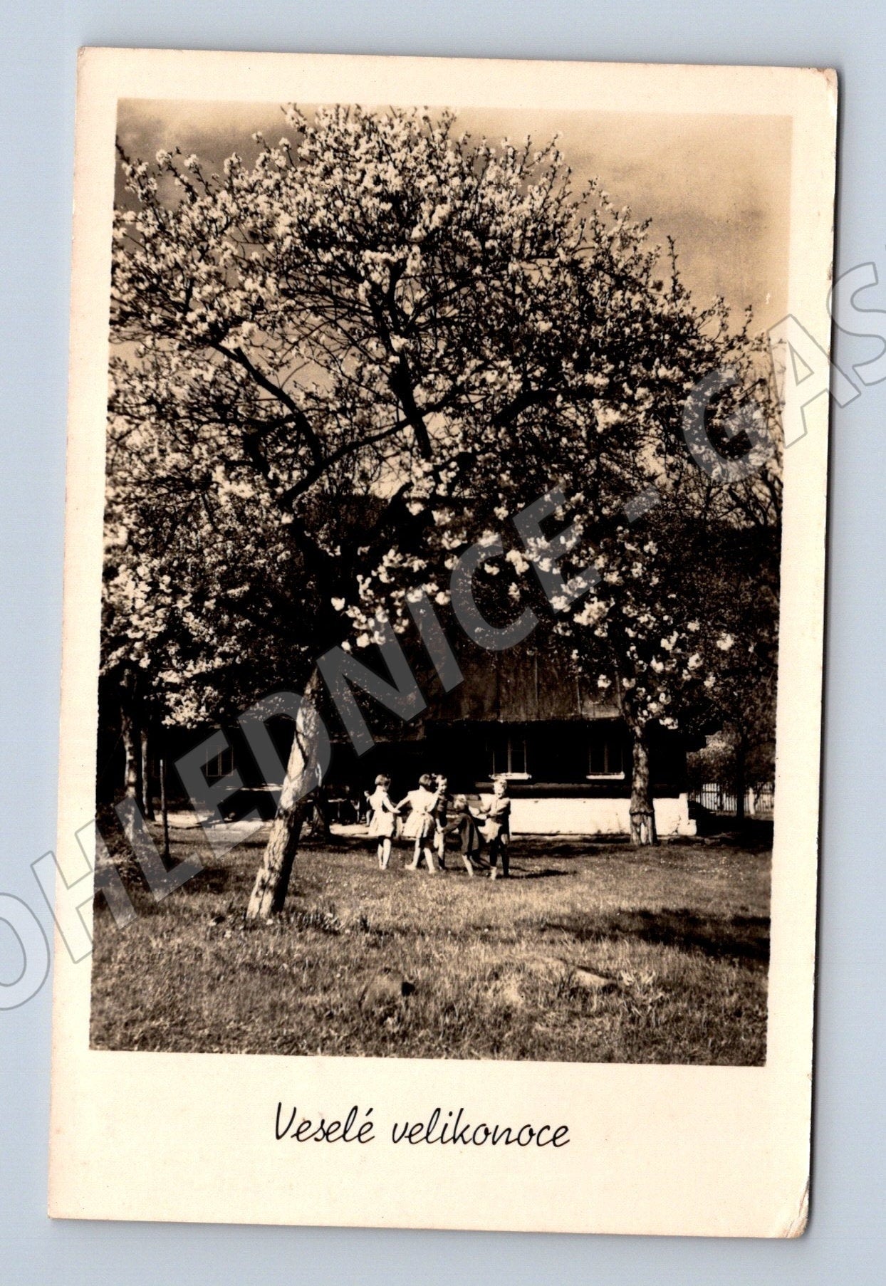 Pohlednice Veselé Velikonoce rozkvetlý strom 193x (M25777)