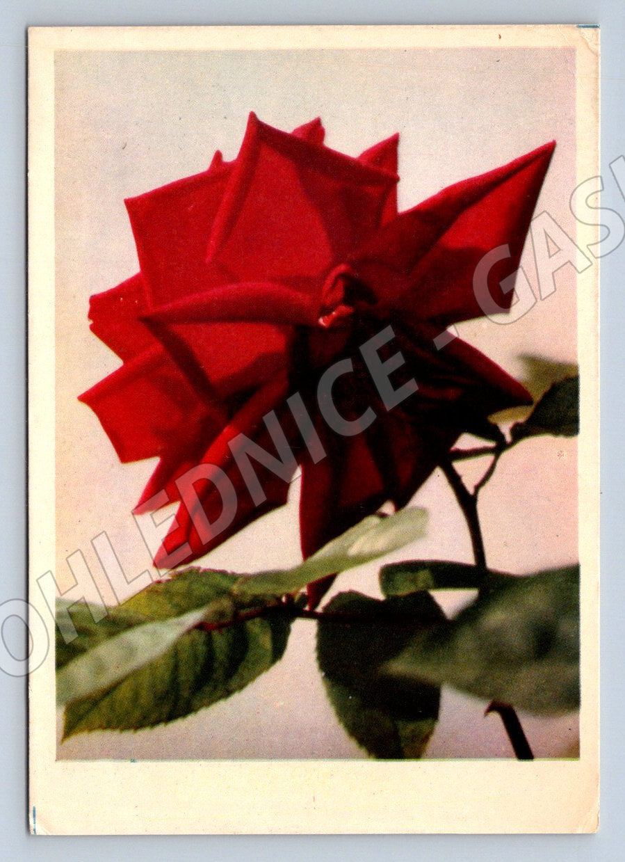 Postcard red rose hand writing (M2578)