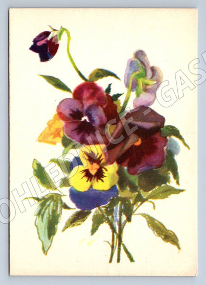 Postcard DM Astana Violets (M2579)