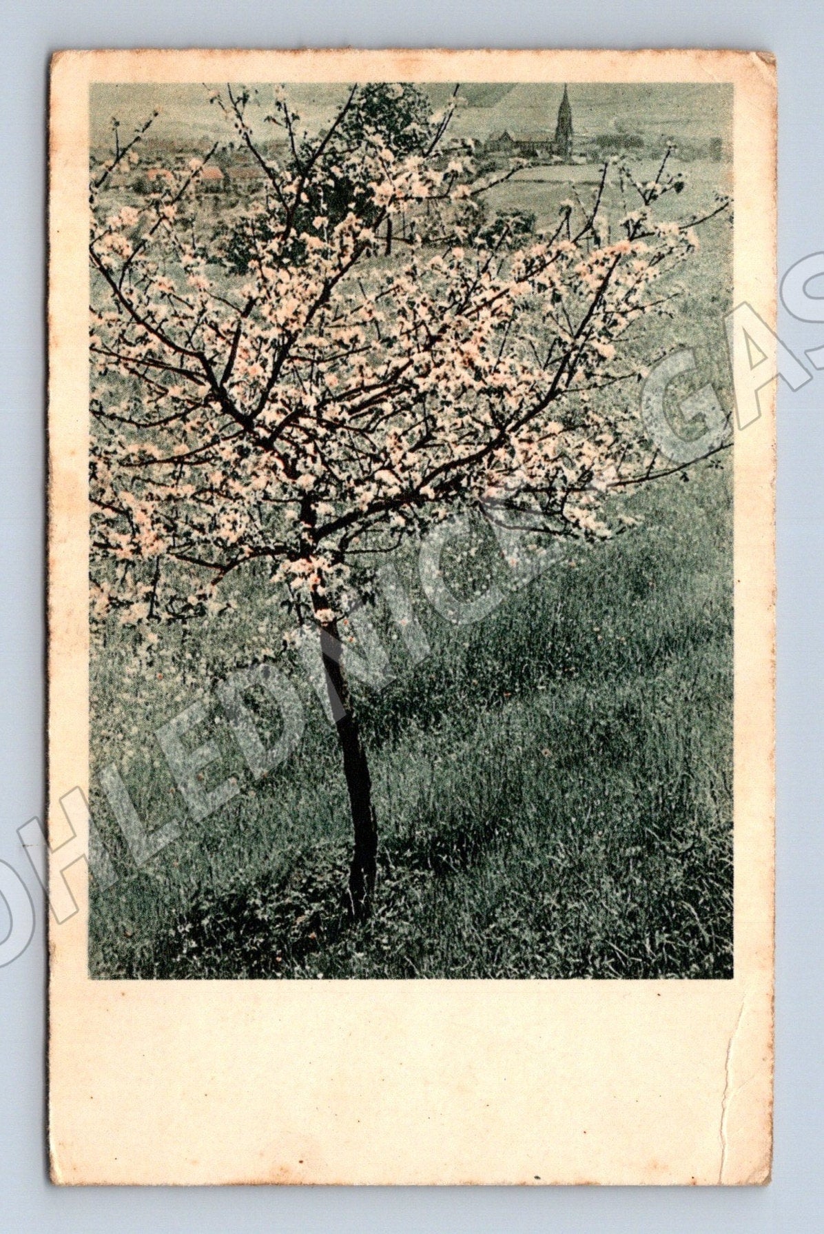 Pohlednice Protektorát rozkvetlý strom s věží 1944 (M25794)